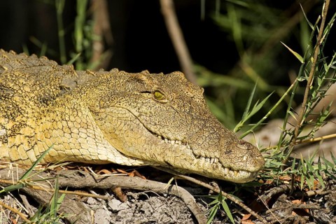 Nile Crocodile (Crocodylus niloticus)