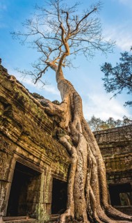 Huge roots of a tree (Tetrameles nudiflora) overgrowning ruins of Ta Prohm temple