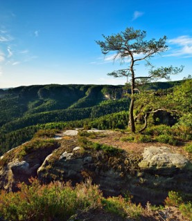 Pine on sandstone rocks at Kleiner Winterberg