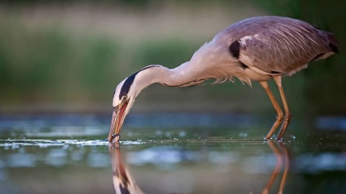 Grey heron or (Ardea cinerea) foraging in the water
