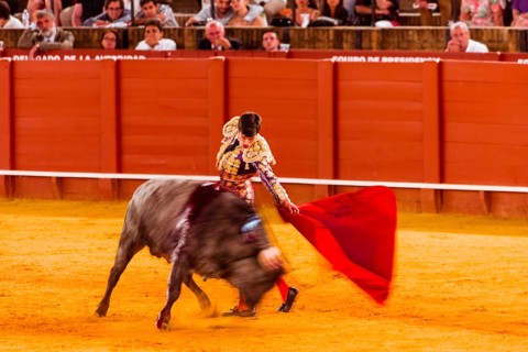 Racing bull with matador