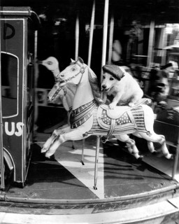 Jack Russell Terrier with cap rides horse carousel