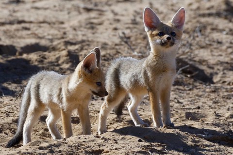 Cape foxes (Vulpes chama)