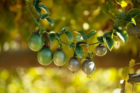 Passion fruits hanging on the branch