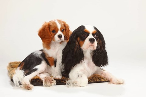 Cavalier King Charles Spaniel