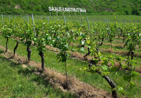 Vineyard near Bad Kosen
