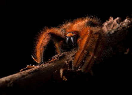Spider on branch (Megaloremmius leo) rainforest