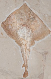 Petrified extinct Rajorhin stingray (Rajorhina)