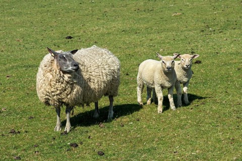 Texel sheep