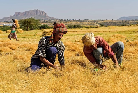 Farmers harvesting Teff (Eragrostis tef) with the sickle