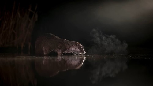European otter (Lutra lutra) on night hunting in the water