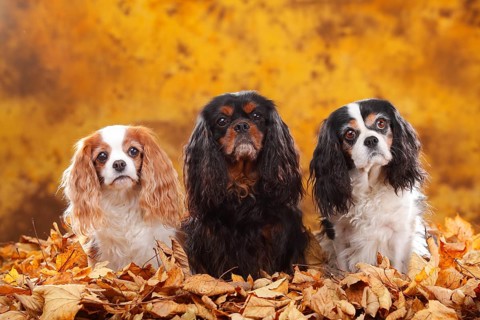 Cavalier King Charles Spaniel