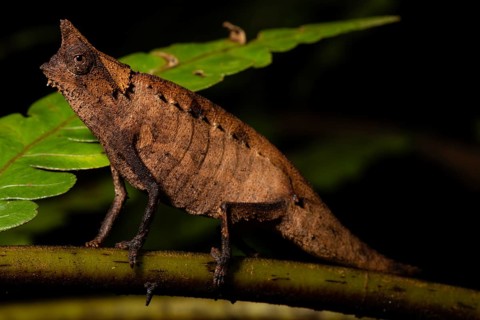 Earth chameleon (Brookesia superciliaris)
