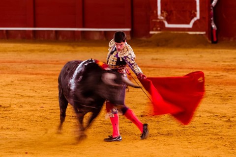 Racing bull with Matador