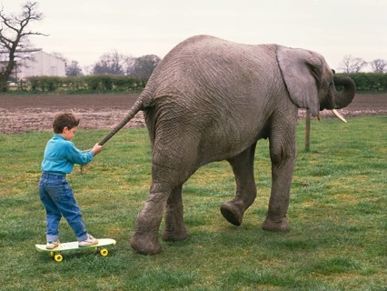 Boy is drawn by an elephant