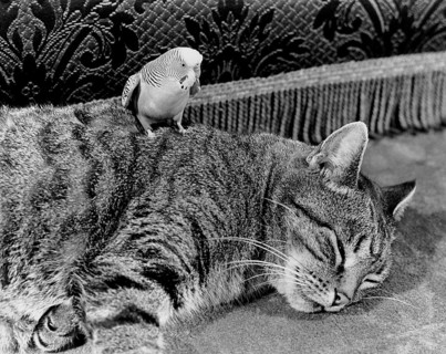 Budgie with cat
