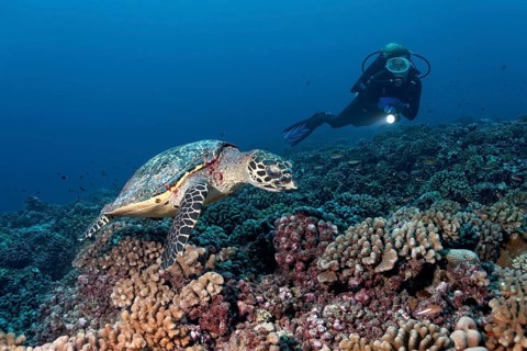 Diver observes Green Sea Turtle (Chelonia mydas) over coral reef with bush corals (Pocillopora)