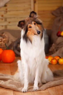 American Collie