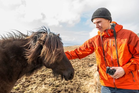 Man caressing brown Icelandic horse (Equus islandicus)
