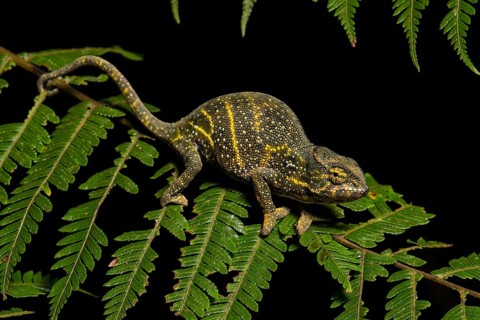 Canopy Chameleon (Furcifer willsii)