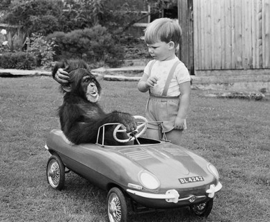 Monkey and boy with toy car