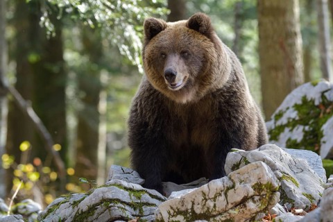 European brown bear or Eurasian Brown Bear (Ursus arctos arctos)