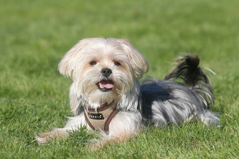 Yorkie Shih Tzu Mongrel