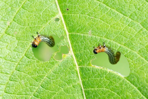 Caterpillars of Willow sawfly (Nematus salicis)