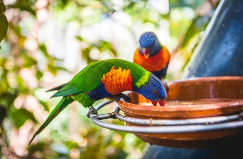 Swainson's Lorikeet (Trichoglossus haematodus moluccanus) eat from bowl