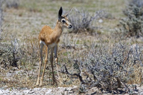 Young springbok (Antidorcas marsupialis) standing on arid grassland