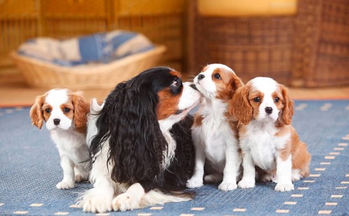 Cavalier King Charles Spaniel