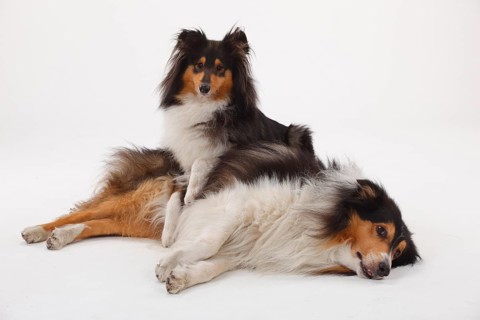 Longhair collies