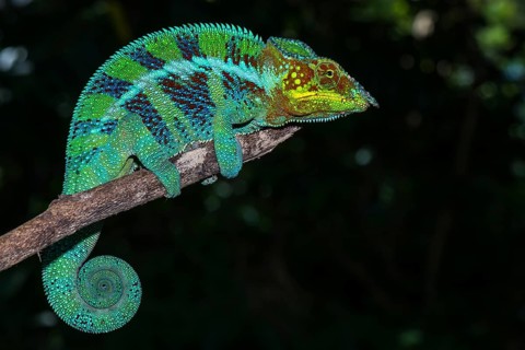 Panther chameleon (Furcifer pardalis)