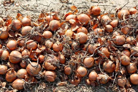Harvest