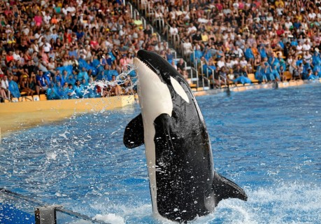 Killer whale (Orcinus orca) in jump