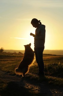 Sheltie