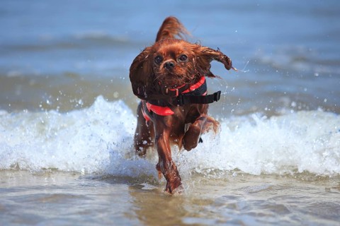 Cavalier King Charles Spaniel
