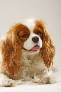 Cavalier King Charles Spaniel
