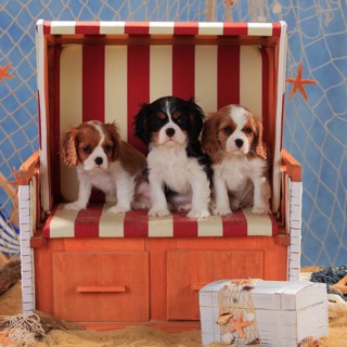 Cavalier King Charles Spaniel