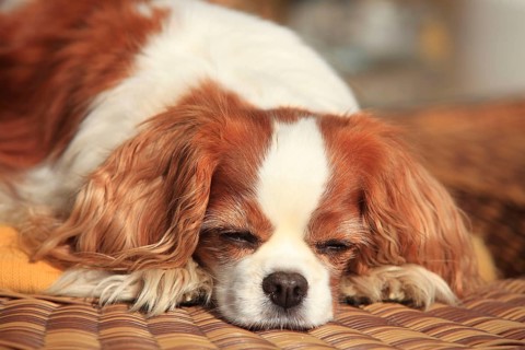 Cavalier King Charles Spaniel