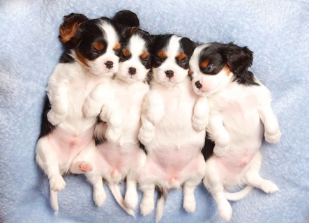 Cavalier King Charles Spaniel