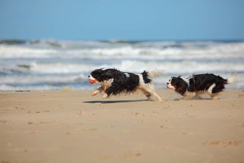 Cavalier King Charles Spaniel