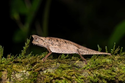 Earth chameleon (Brookesia superciliaris)