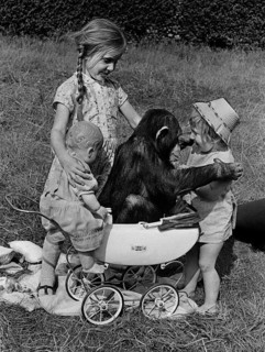 Girls play with chimpanzee in a stroller