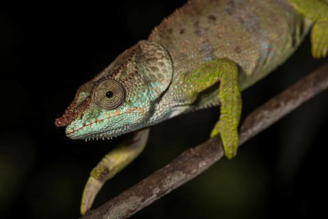 Blue-legged chameleon (Calumma crypticum)