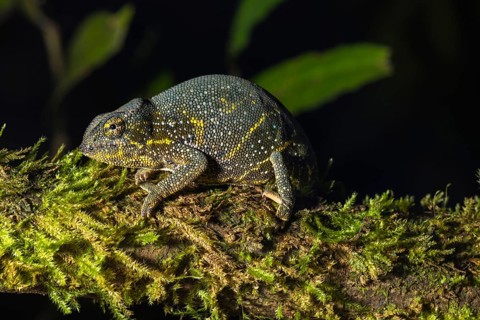 Canopy Chameleon (Furcifer willsii) on mossy branch
