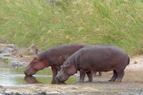 Hippopotamuses (Hippopotamus amphibius) drinking riverbanks of Olifants River