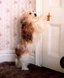 Dog opens door