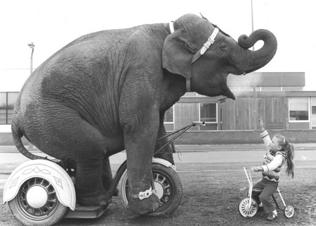 Elephant and girls on tricycles