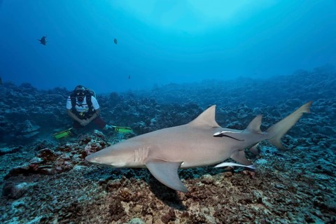 Diver